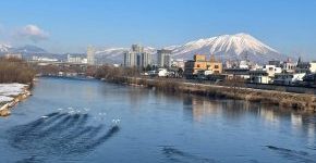 白鳥と岩手山(写真)